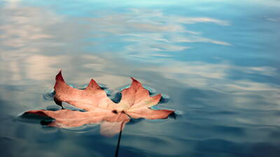 Floating Maple Leaf