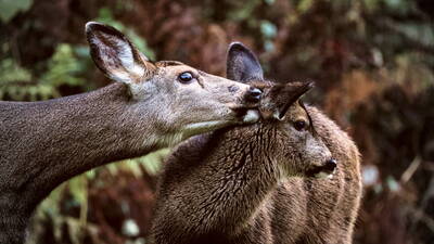 Whispering Deer